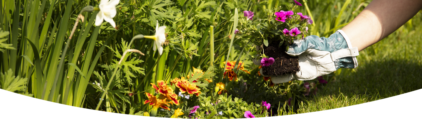 How to choose the right bedding plants for your garden