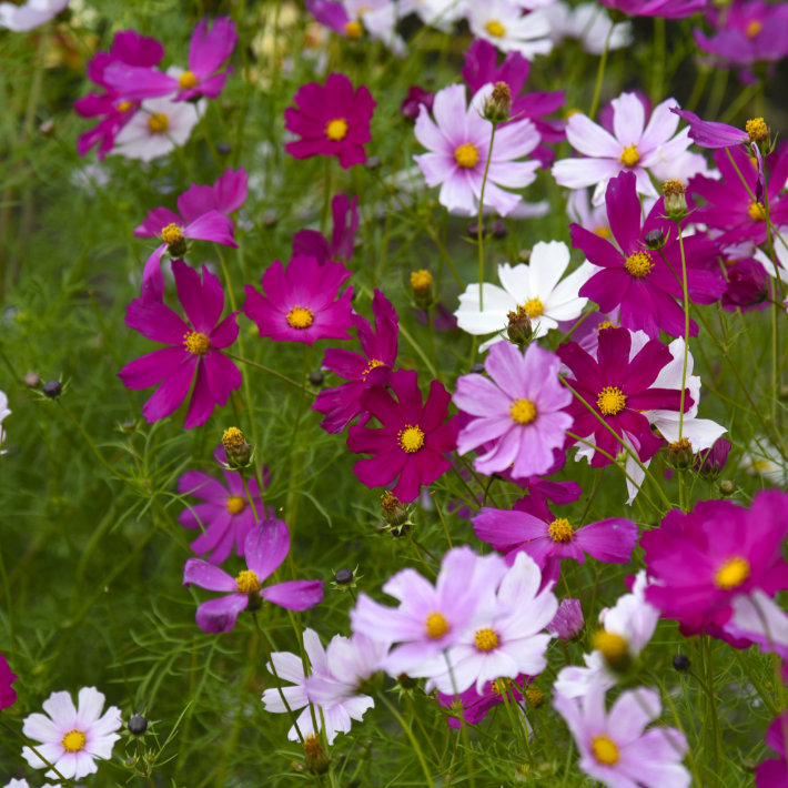 For medium-large gardens 