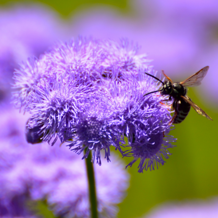 How to choose the right bedding plants
