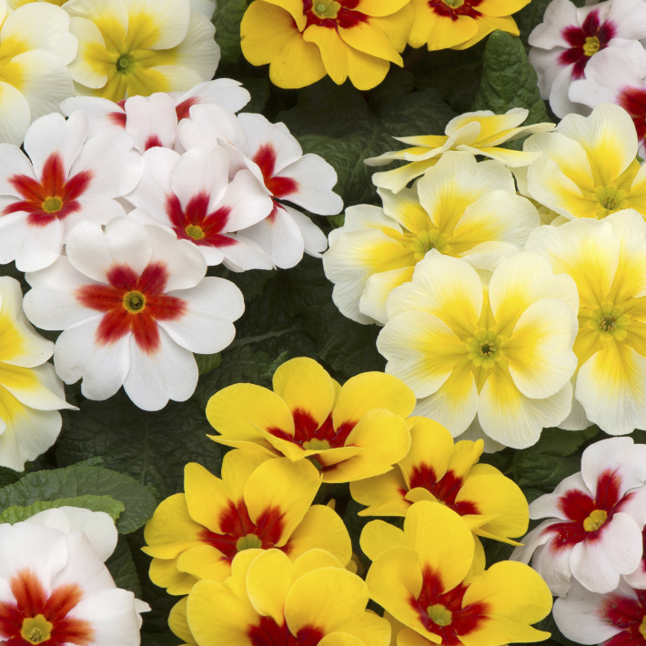 Bedding plants for every season 