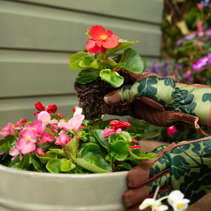 How to choose the right bedding plants