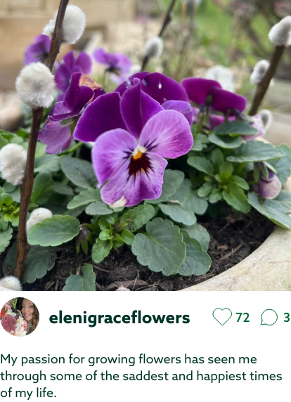 UGC-Bedding plants-elenigraceflowers