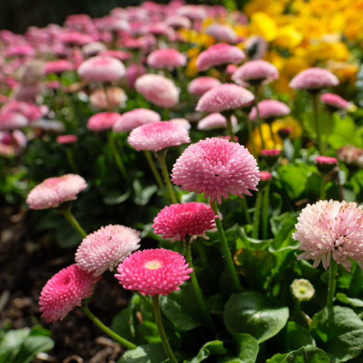 Bellis daisies