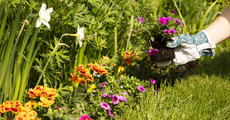 How to choose the right bedding plants for your garden