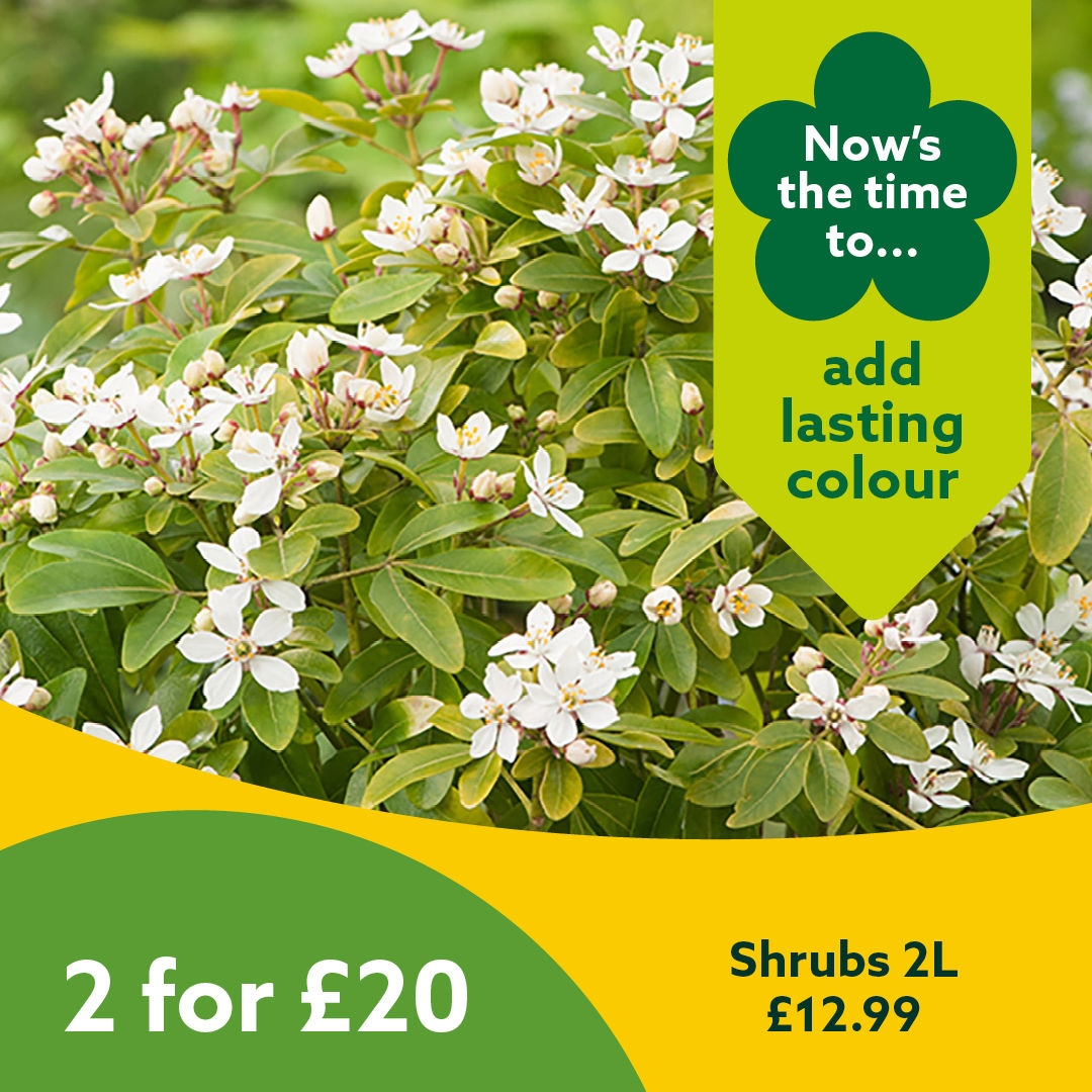 2 for £20 Shrubs 2L