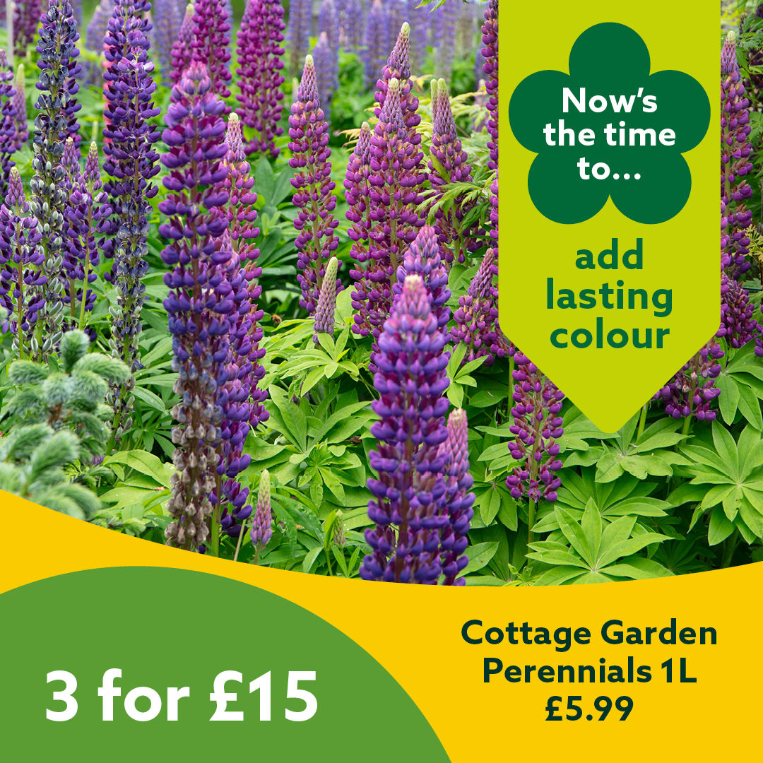 3 for £15 Cottage Garden Perennials 1L