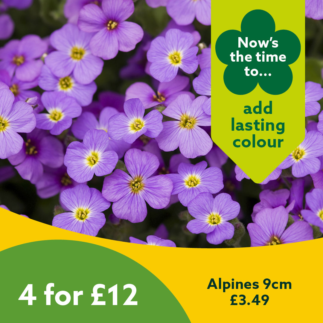 4 for £12 Alpines 9cm