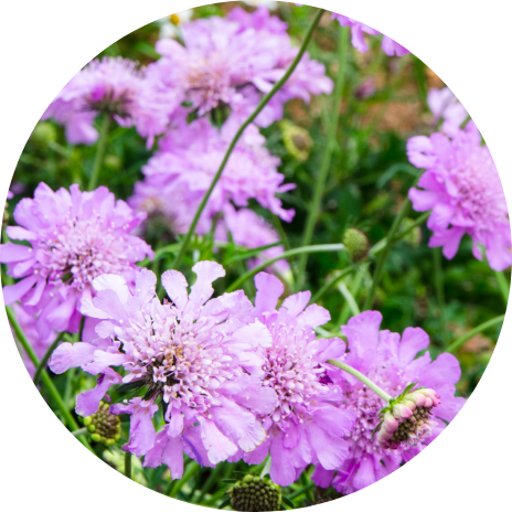 Scabious