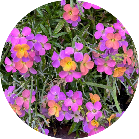 Erysimum