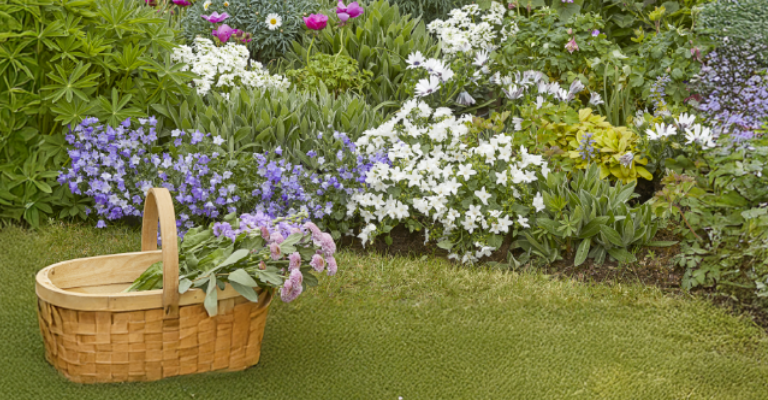 10 flowers that come back every year