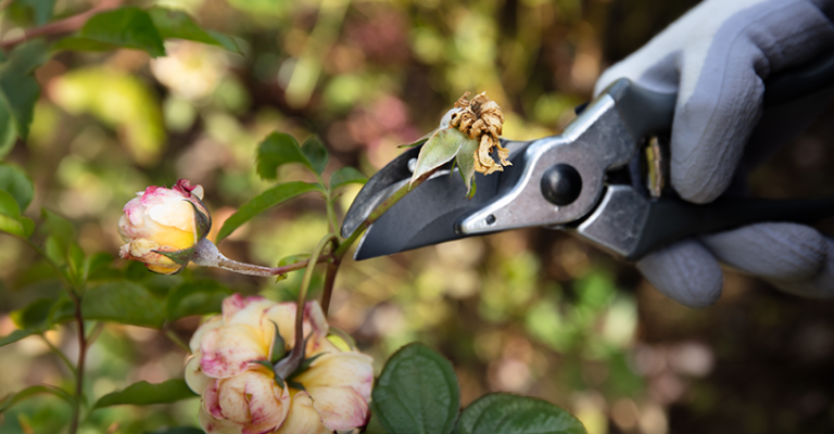 How to deadhead for beginners