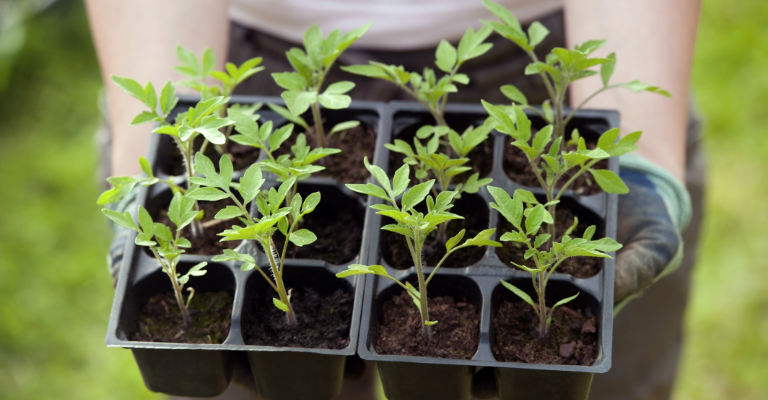 Harden off your young plants