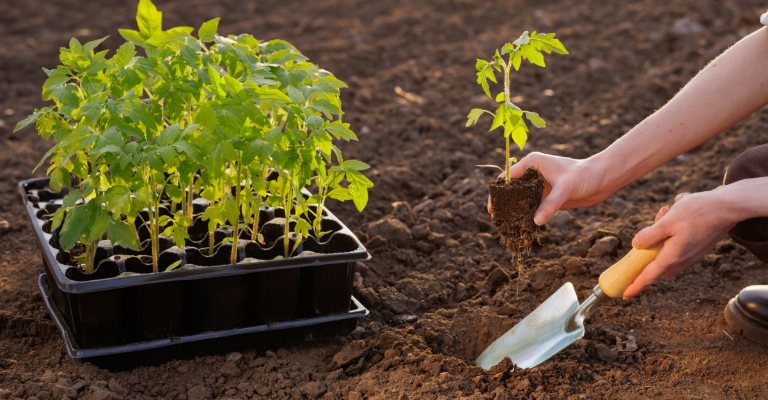 Planting your tomatoes