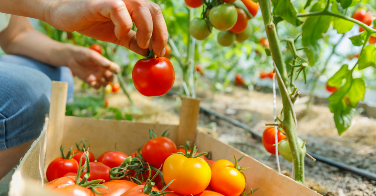 It’s time to harvest