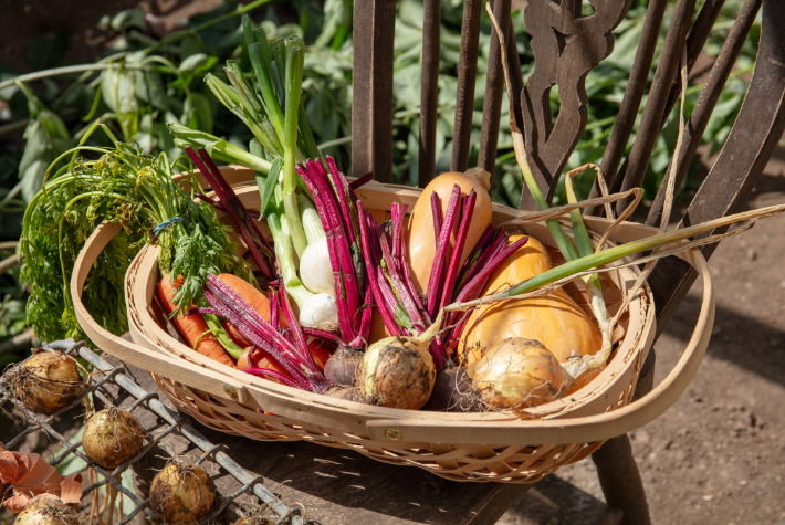 Harvesting your homegrown produce
