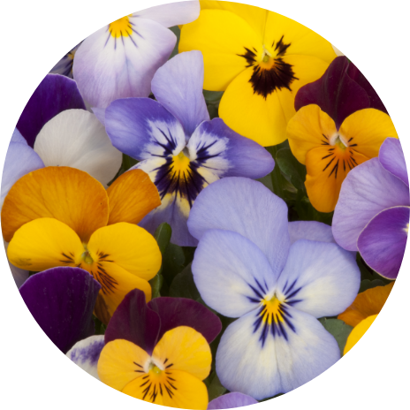Pansies & Violas