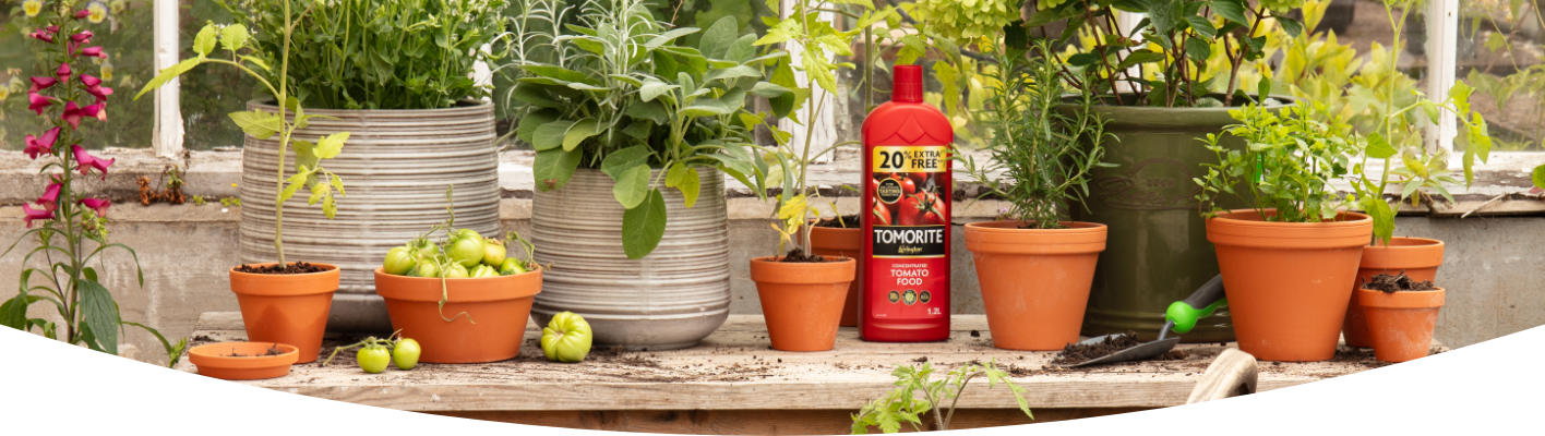 What is best for beginners to plant in a greenhouse?