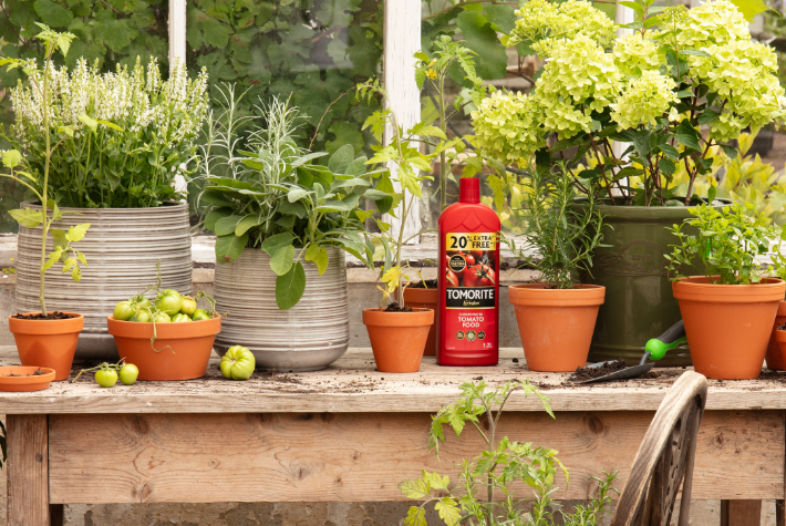 What is best for beginners to plant in a greenhouse?