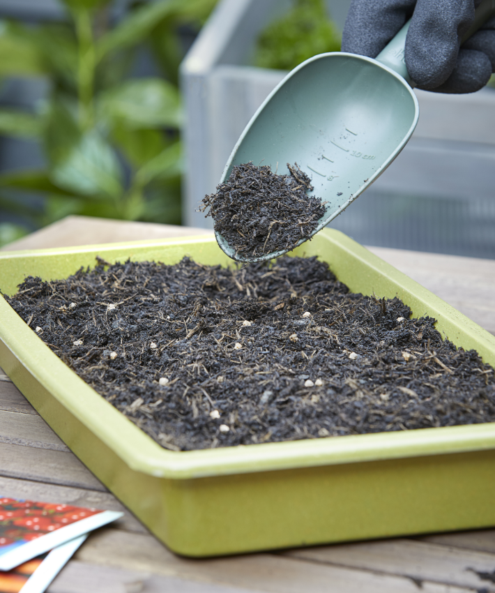 What is best for beginners to plant in a greenhouse?