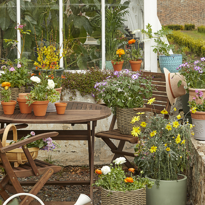 What is best for beginners to plant in a greenhouse?