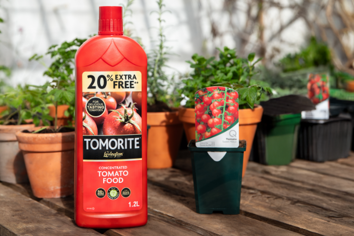 What is best for beginners to plant in a greenhouse?