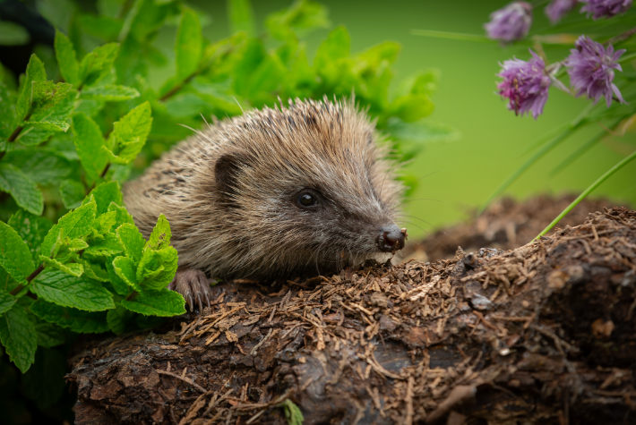 Gardening tips for June