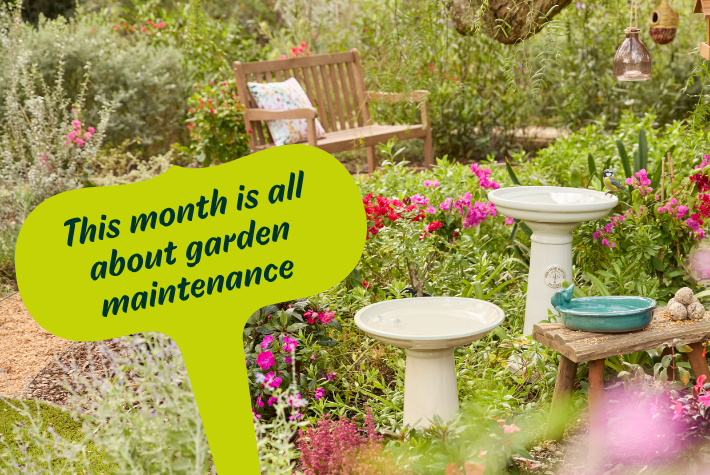 Gardening tips for June