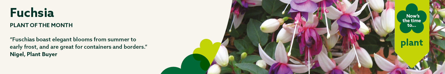 Plant of the month