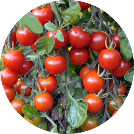 Tomatoes