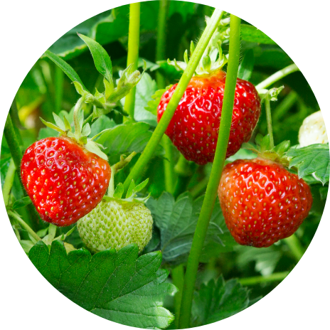 Strawberry