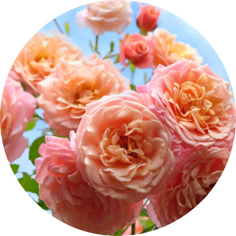 Roses