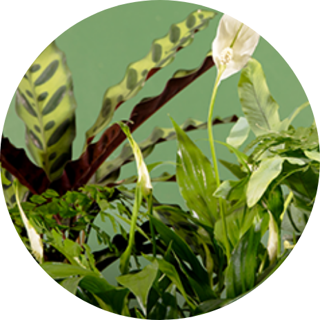 Houseplants