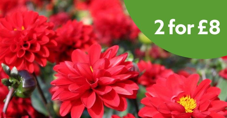 1L Geraniums and Dahlia