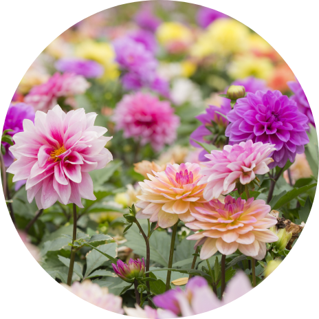 Summer Flowering Bulbs