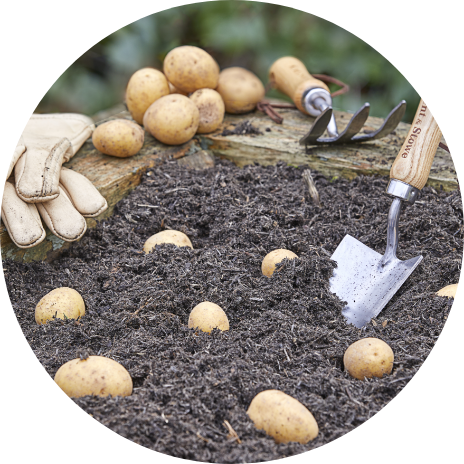 Seed Potatoes