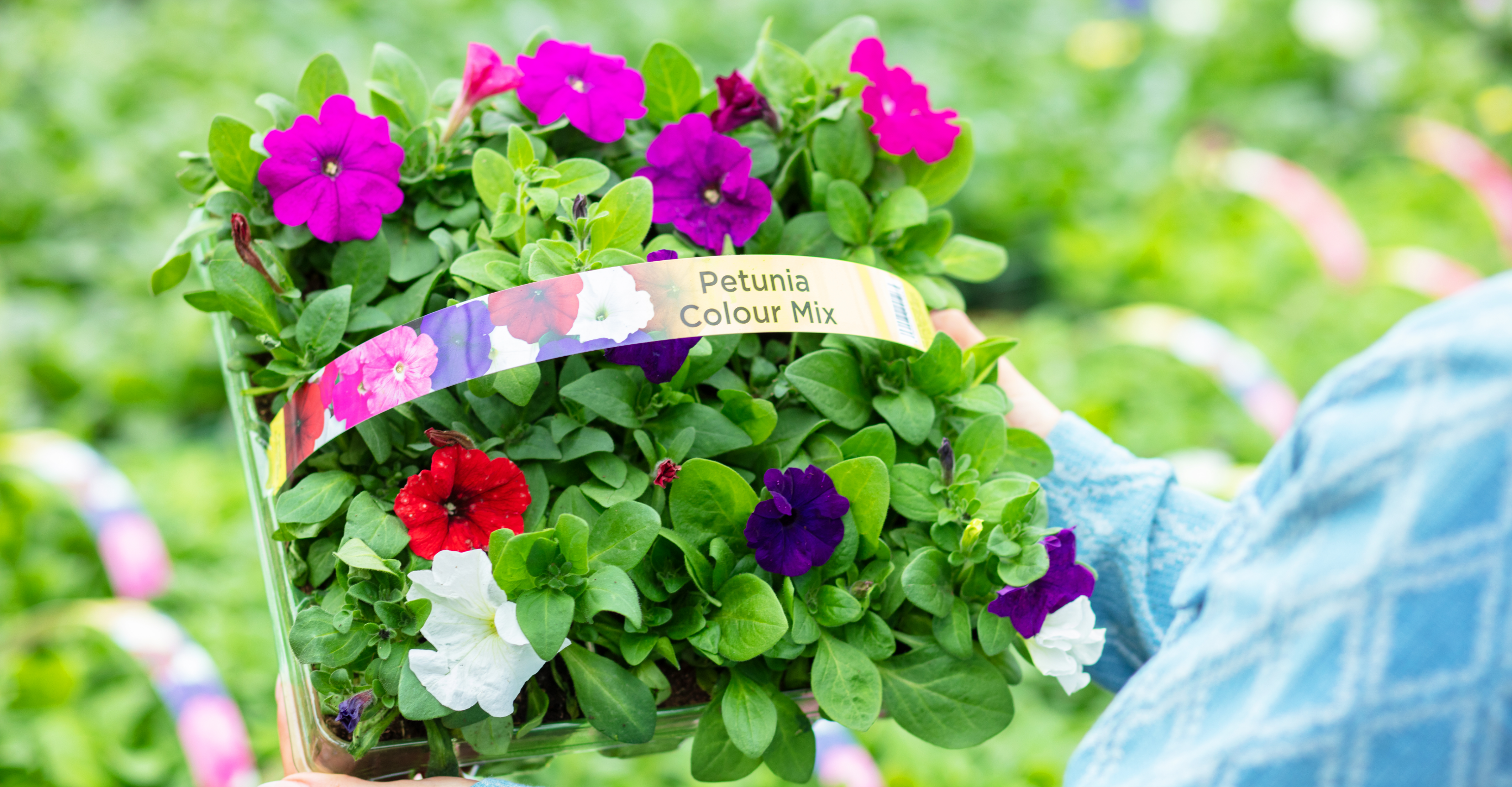 How to chose the right bedding plants for your garden