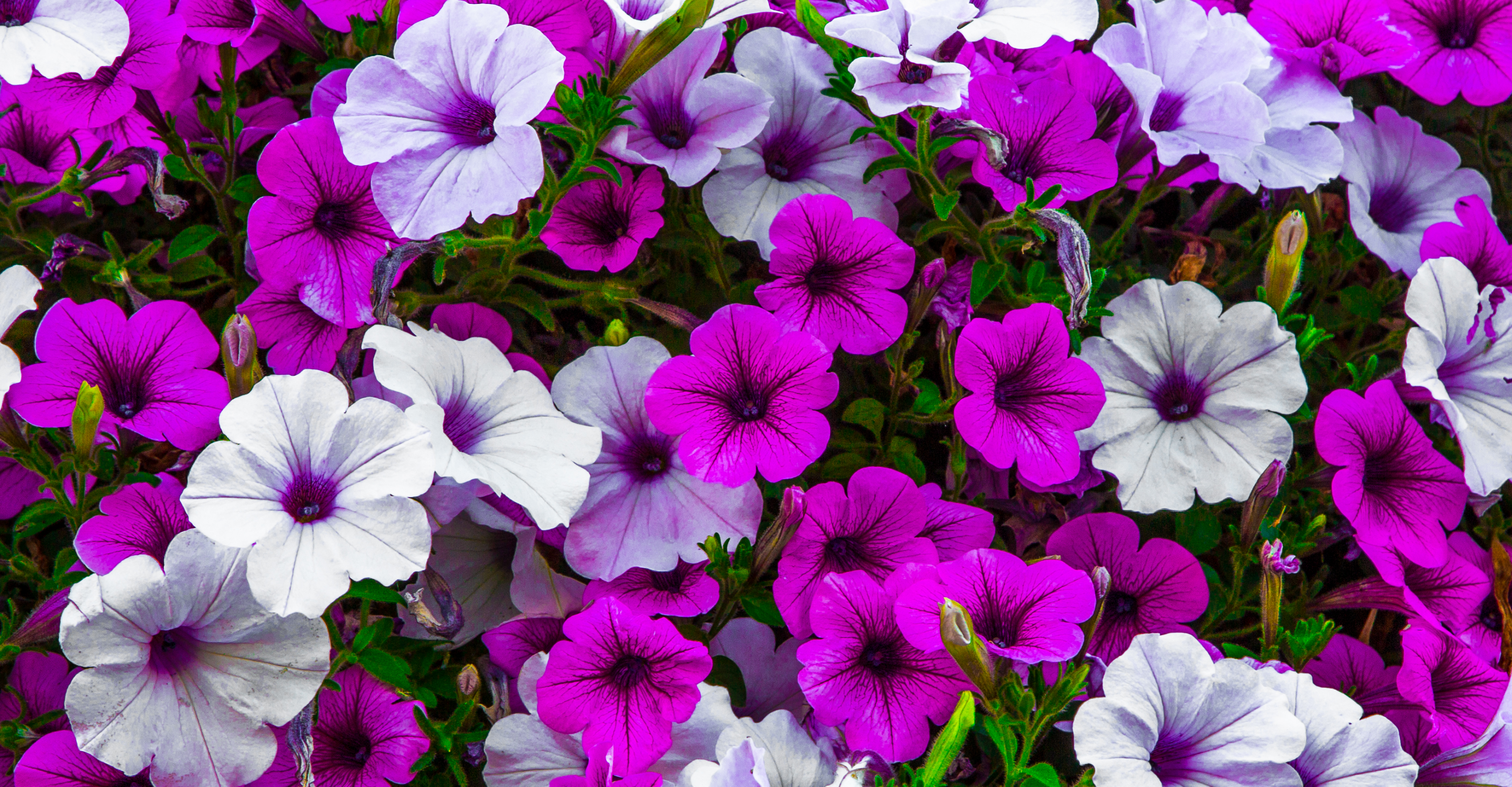 Bedding Plants