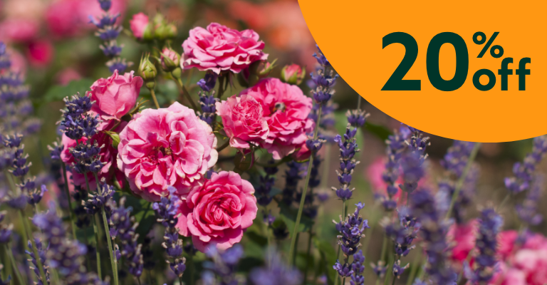 20% off Selected Roses & Lavender