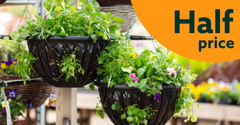 Half Price pre-planted hanging basket