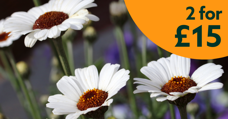 2 for £15 3ltr Rhodanthemum