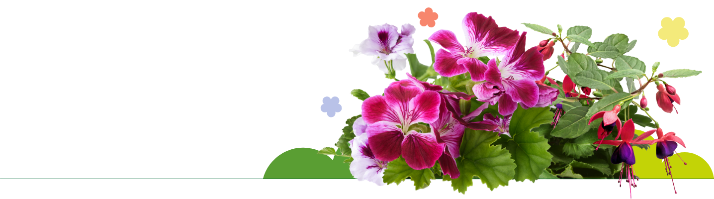 Summer bedding plants
