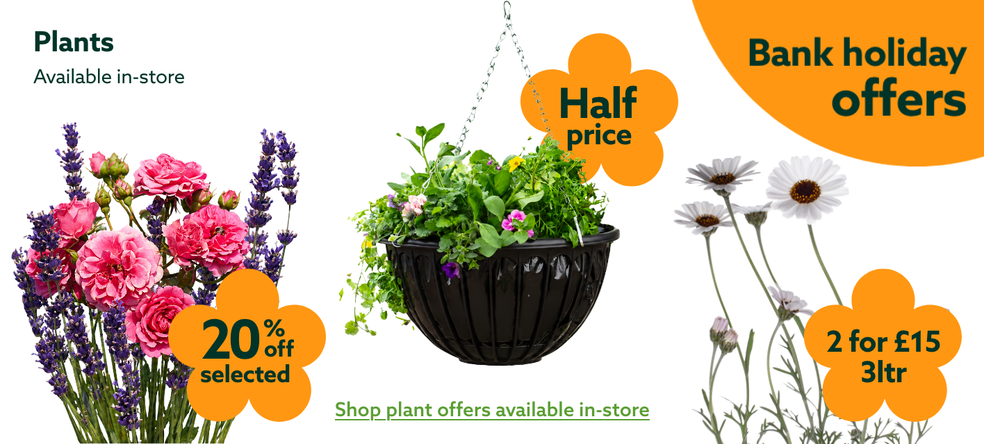 Plants BH Offers