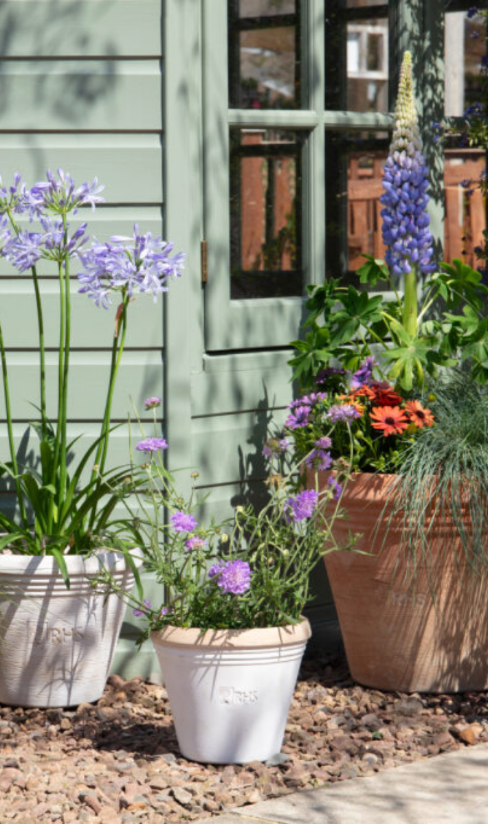 Gardening tips for May