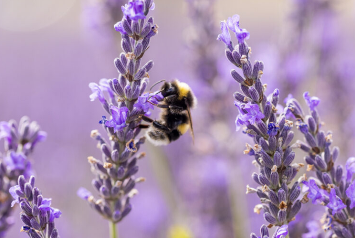 Gardening tips for May