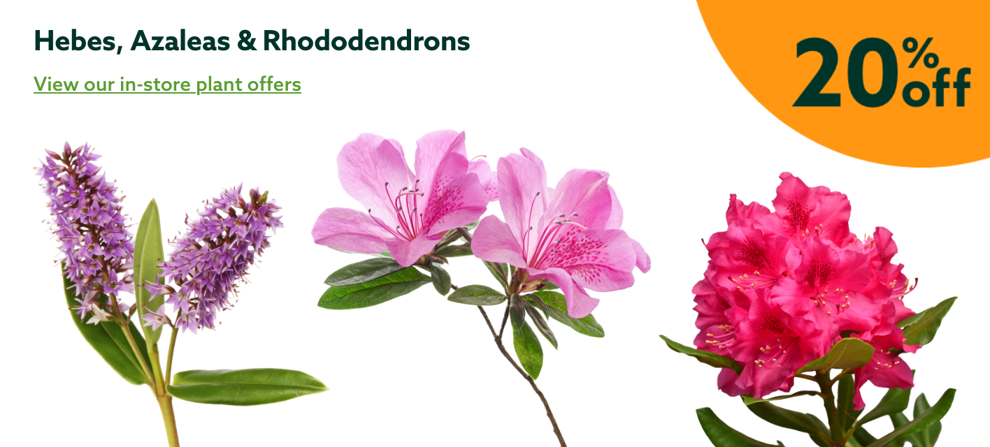 20% off Hebes, Azaleas & Rhododendrons