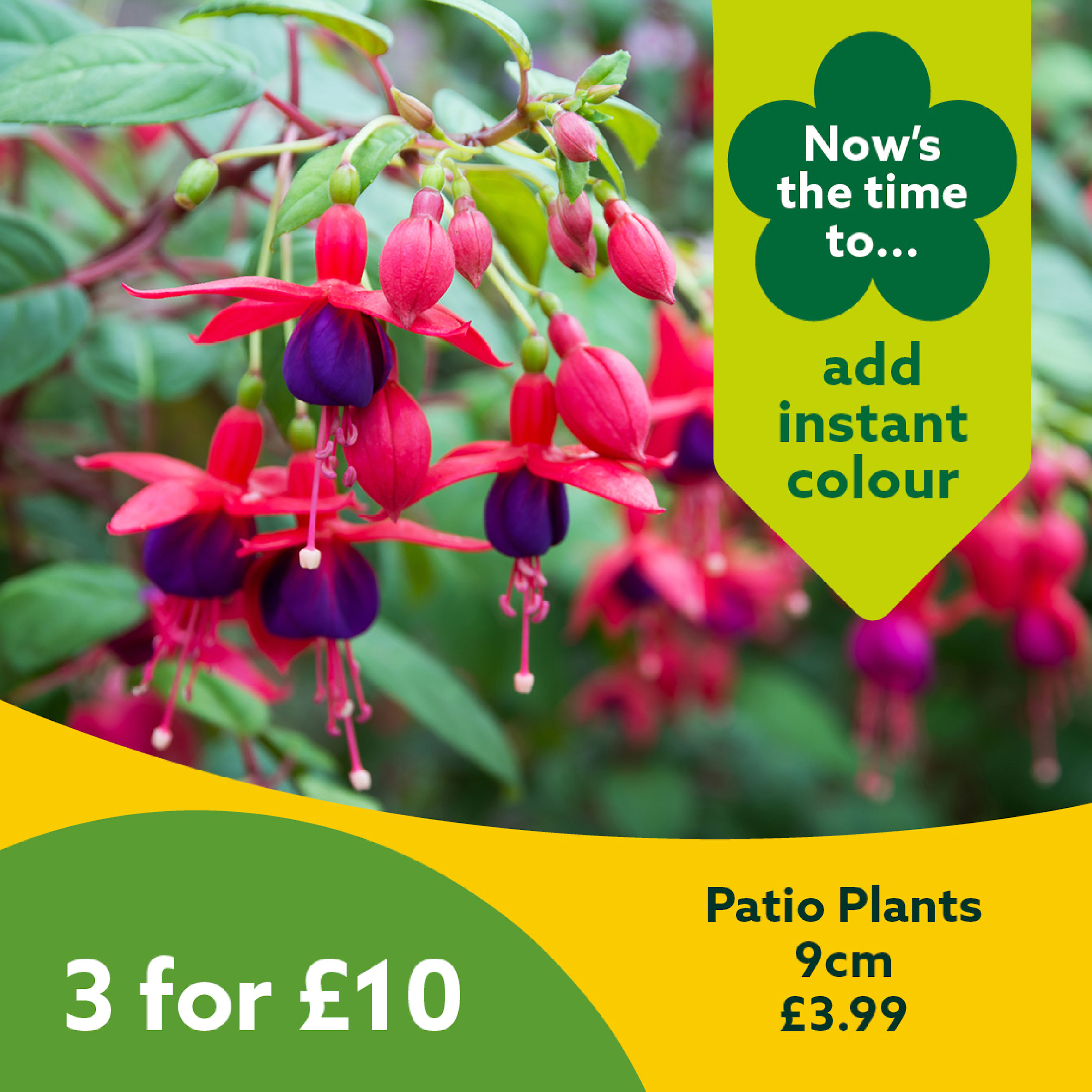 Patio Plants