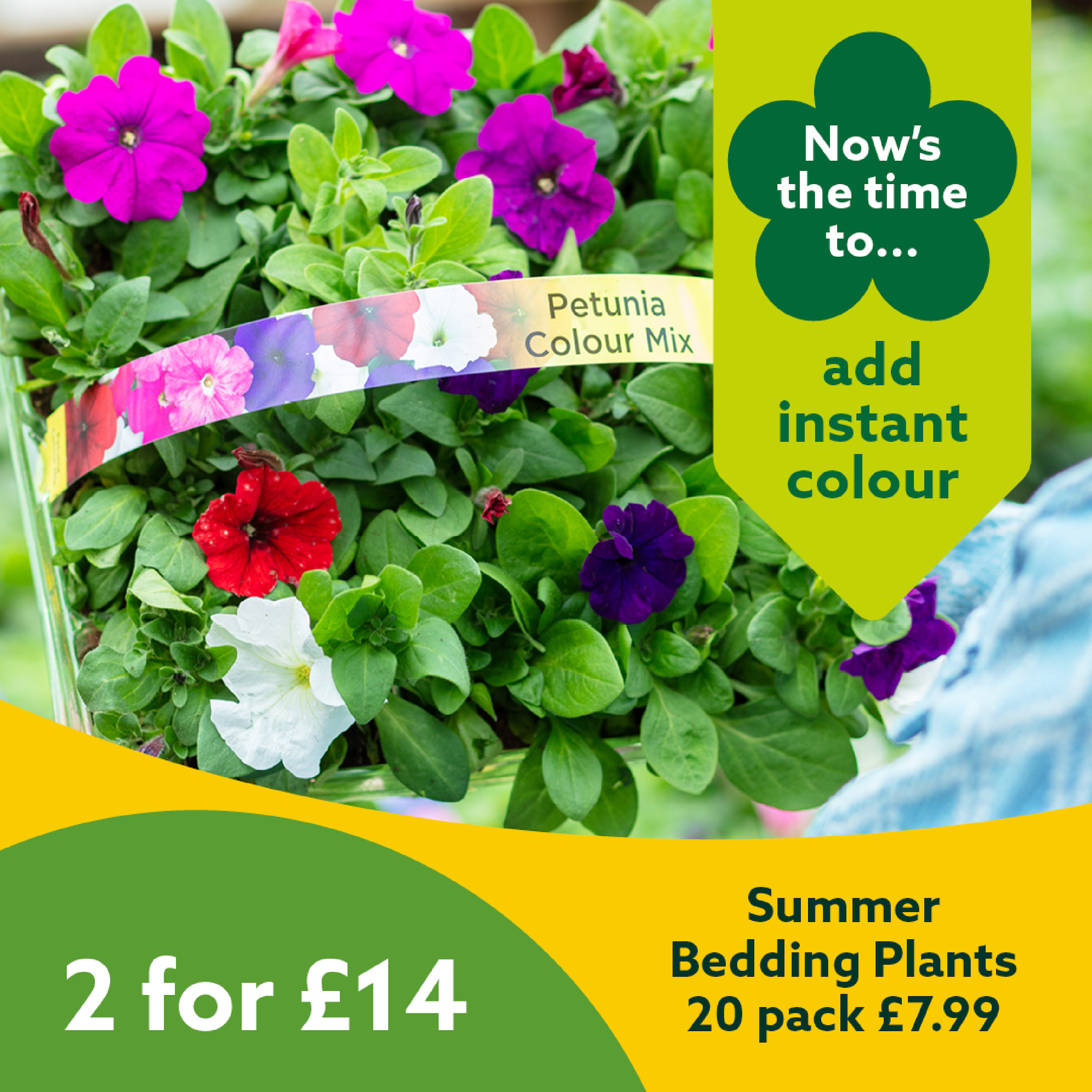 Summer Bedding Plants