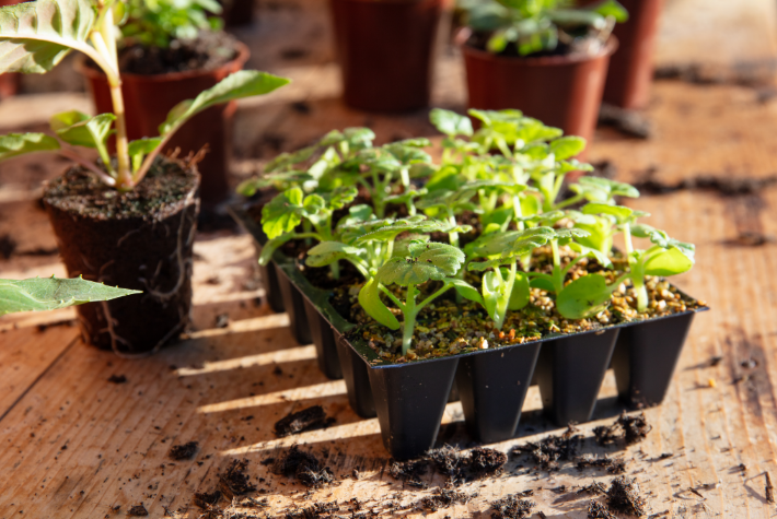 What is a potting shed?