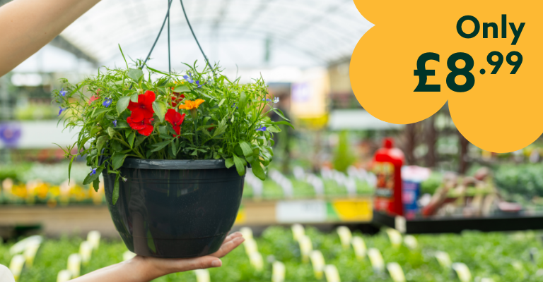 Only £8.99 Hanging Pot Mixed Bedding 27cm