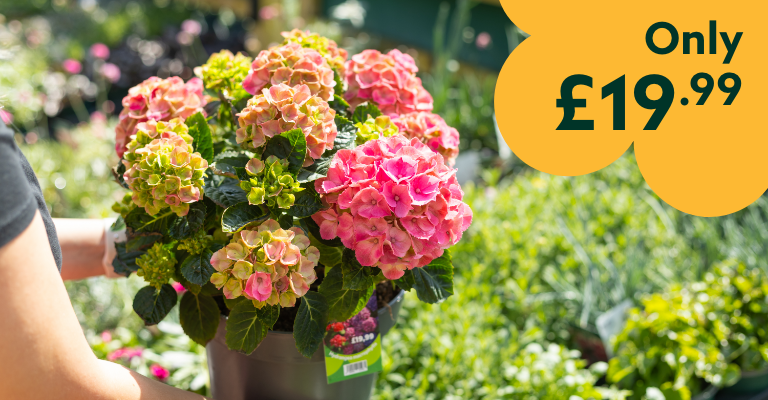 Only £19.99 5L Hydrangea Macrophylla